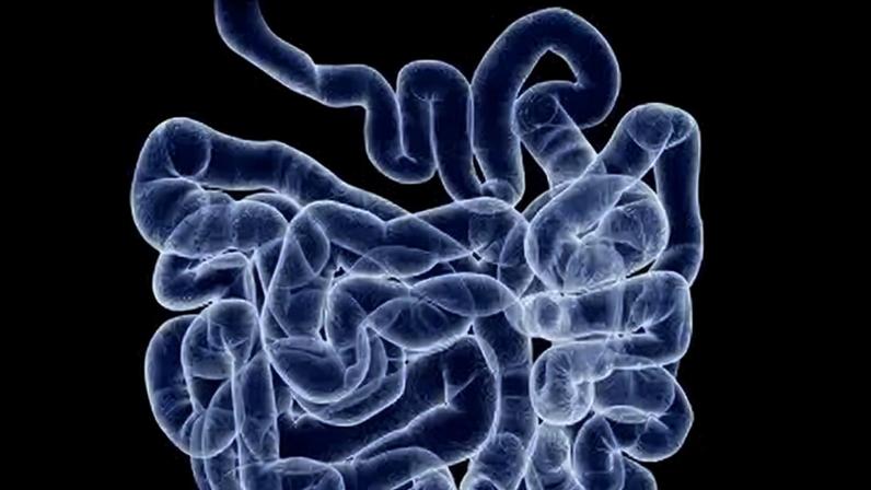 Representação artística mostra o intestino humano