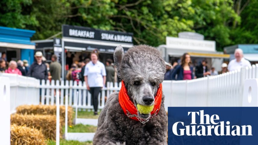 Freddie the poodle with tennis ball in his mouth jumping on a running course