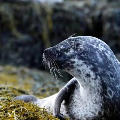 Homem come carne de foca podre na Groenlândia há mês para provar que é possível