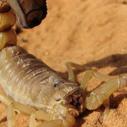 Espécies encontradas no Brasil podem causar envenenamento mortal