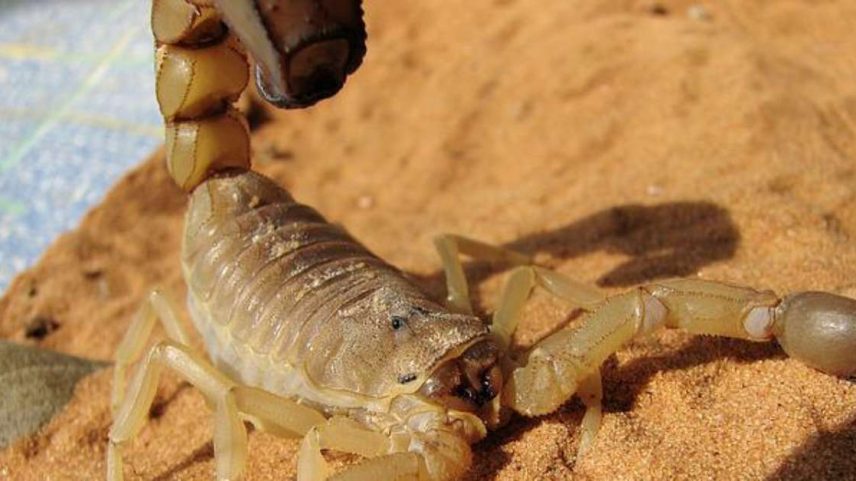 Espécies encontradas no Brasil podem causar envenenamento mortal