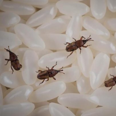 Como eliminar carunchos em casa de forma rápida e eficaz