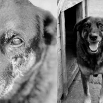 Caso do Cão Orelha: arquivamento provoca revolta entre defensores de animais