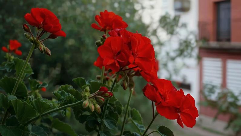 Gerânios no jardim