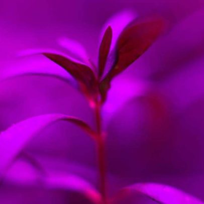 Fazendas urbanas usam LEDs rosa e roxo para otimizar cultivo