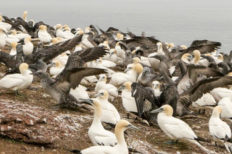 Northern gannets on Canada’s Bonaventure Island, the birds’ largest colony in North America.