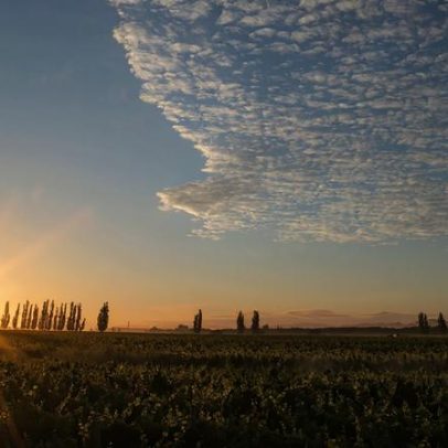 Especialista explica por que é hora de conhecer o Chardonnay de Hawke's Bay