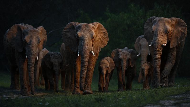 Mamíferos que vivem em pares ou grupos tendem a viver mais, revela estudo científico. (Imagem: Getty Images via Canva)