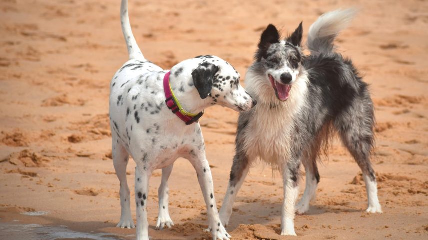 Estudo explica queda do cérebro dos cães nos últimos 5.000 anos