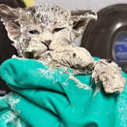 Gatinho resgatado de balde de cola encontra nova família