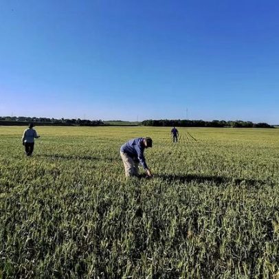 Clima extremo leva produtores de trigo nos EUA a acionar seguros