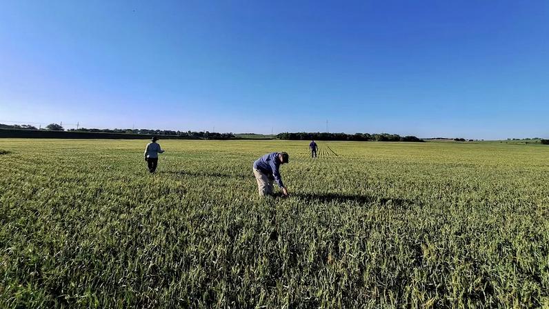 Agricultores dos EUA enfrentam quebra de safra após eventos climáticos extremos, como seca, granizo e calor
