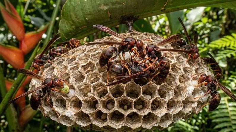 Sem rainha, vespas entram em guerra enquanto ajudantes mantêm colônia viva silenciosamente. (Imagem: Fala Ciência via Gemini)