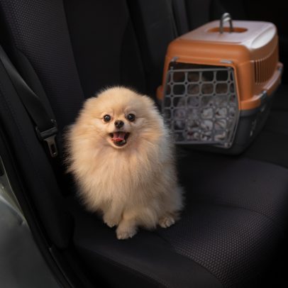 Documentação para viagens internacionais com pets: o que é verdadeiro