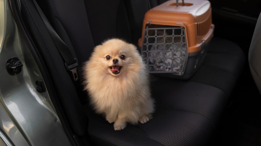 Documentação para viagens internacionais com pets