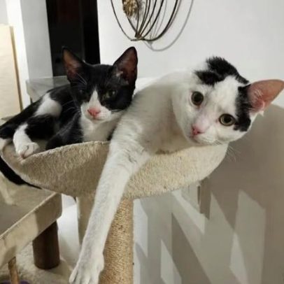 Gata resgatada com uma orelha encontra lar e vence timidez