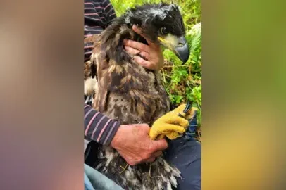 Águia de cauda branca faz grande volta pela Irlanda em 48 dias