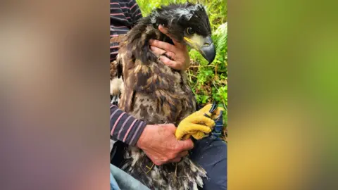 Águia de cauda branca faz grande volta pela Irlanda em 48 dias