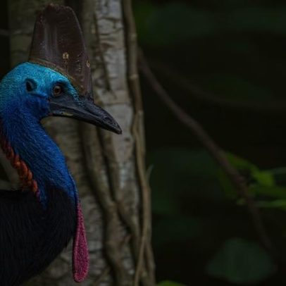Esforços para salvar cassowários do sul da Austrália não esclarecem números
