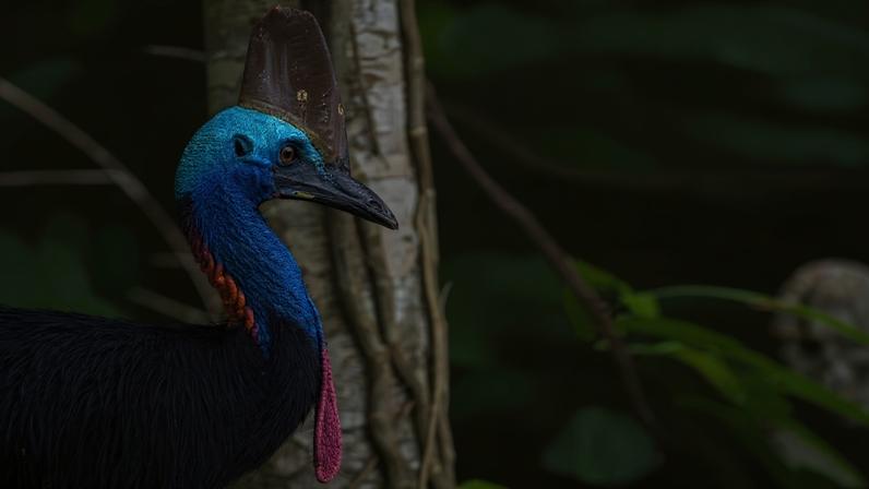 The composition of Queensland’s rainforests would change without cassowaries dispersing seeds, and some plants may become greatly restricted or even threatened with extinction.