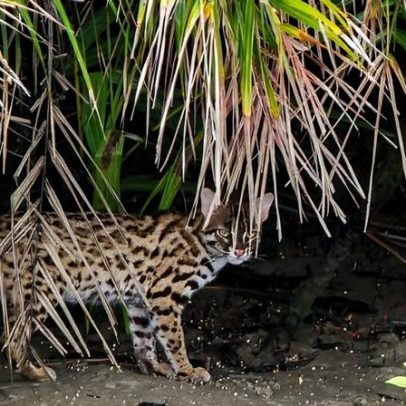Gato-leopardo do continente asiático é comum, mas cercado de mistério