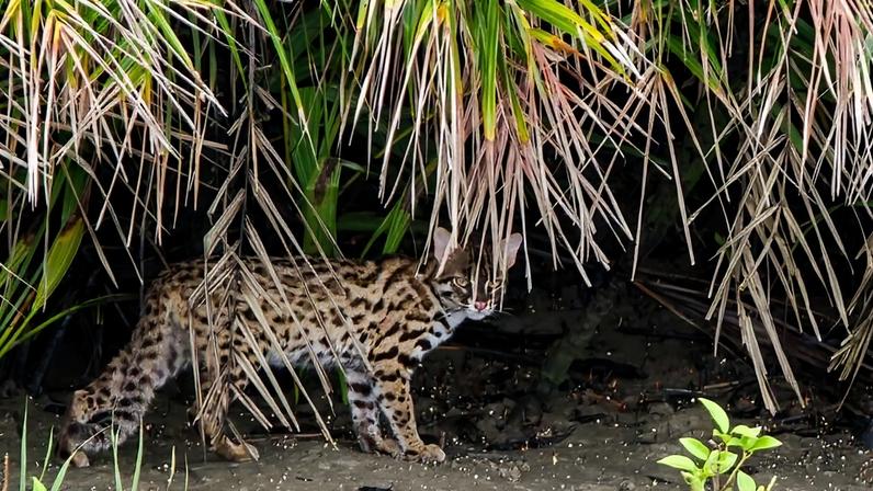 Awareness of leopard cats is generally low across their range, as they are small, difficult to spot, and are sometimes mistaken for domesticated cats or leopard cubs.