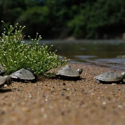 Dia Mundial das Tartarugas: avanços de conservação diante da crise de extinção