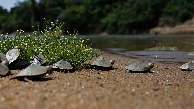Dia Mundial das Tartarugas: avanços de conservação diante da crise de extinção