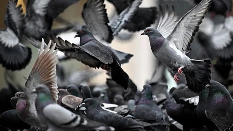 Sometimes known as ‘rats with wings’, pigeons do not always have popular sentiment on their side.