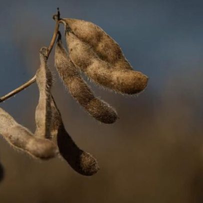Plantas também choram e gritam quando são perturbadas, aponta estudo