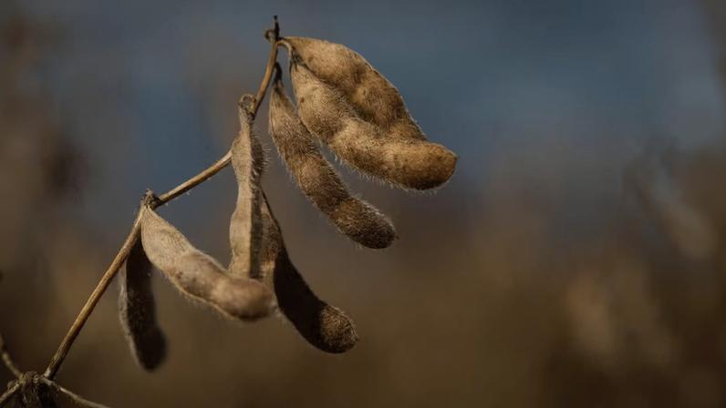 Perceber com antecedência os ataques de predadores às lavouras pode remediar dados econômicos aos agricultores
