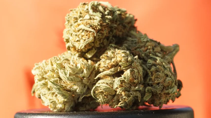 Medicamentos a base de cannabis deixam de exigir receituários azuis ou amarelos. (Foto: Elsa Olofsson)