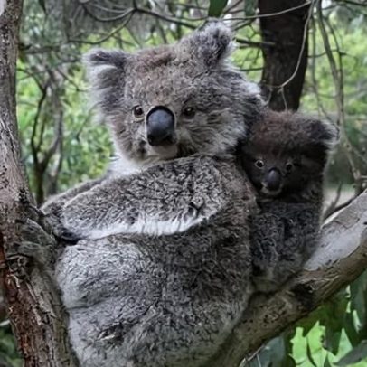 Cão de resgate obcecado por bolas para salvar coalas australianos de incêndios e inundações