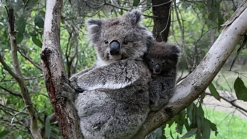 Cão de resgate obcecado por bolas para salvar coalas australianos de incêndios e inundações