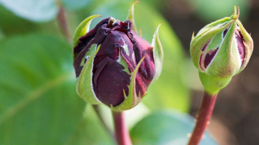 As plantas obviamente não têm olhos como os nossos, mas, à sua maneira, elas percebem a luz do ambiente e, assim, regulam ciclos vitais, como a floração, e seu desenvolvimento. Ilie Barna / Unsplash., CC BY-SA