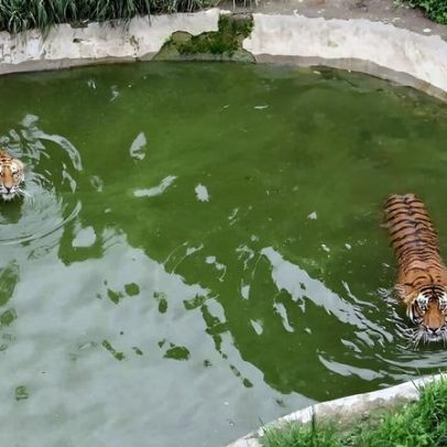 Nepal transfere projeto de mega zoológico para órgão de conservação