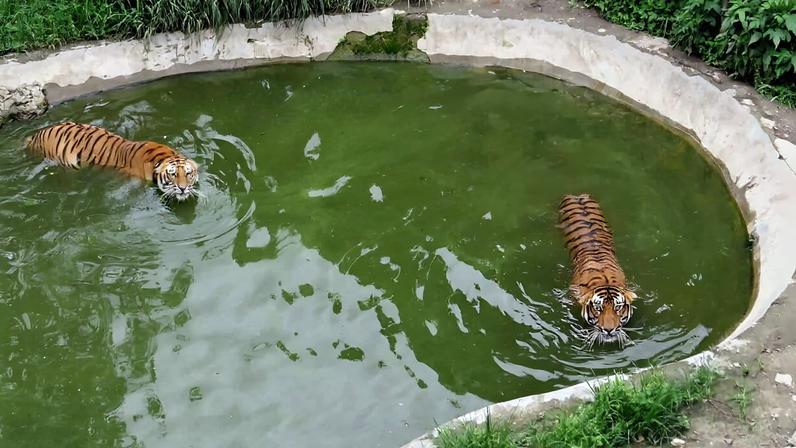 Tigers swim in an artificial pond at the Central Zoo in Kathmandu.