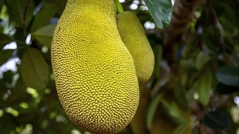 Rica em antioxidantes e de uso versátil na cozinha, a jaca se destaca por seus efeitos positivos no organismo