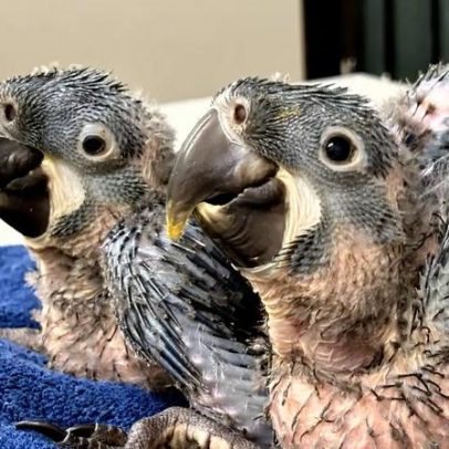 Araras-azuis nascem em zoológico de São Paulo, espécie em risco