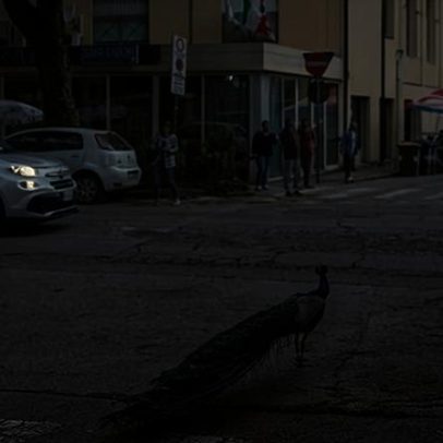 Invasão de pavões em cidade litorânea italiana preocupa moradores