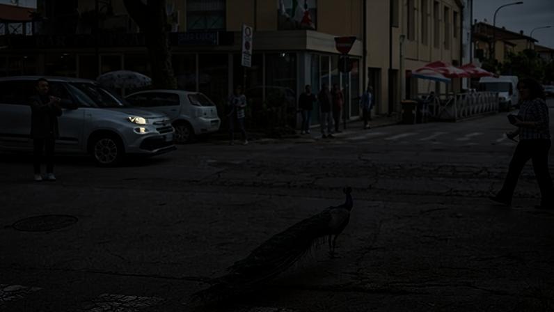 The Punta Marina peacocks started roaming the streets during Covid and now seem there to stay.