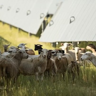 Energia solar ajuda fazendas dos EUA, mas projeto republicano pode mudar isso