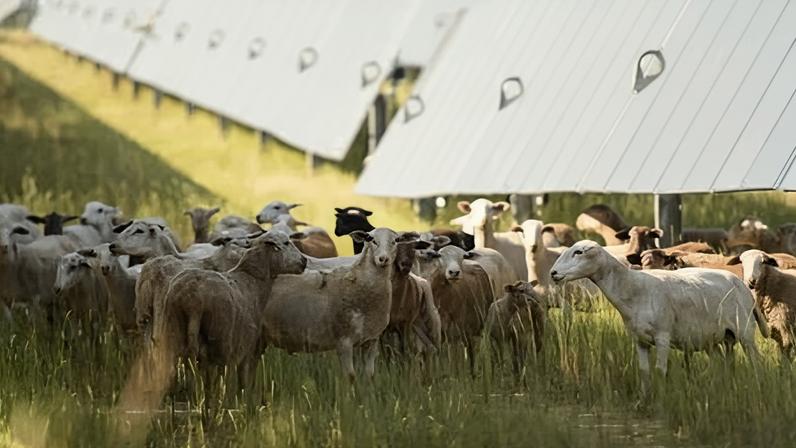 ‘Solar is one of those farm-saving opportunities that have allowed producers to keep farming on their operations during times of bad financial strain.’