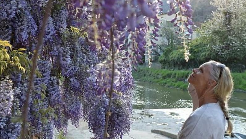 Wisteria … invisible in your youth then, suddenly, mesmerising.