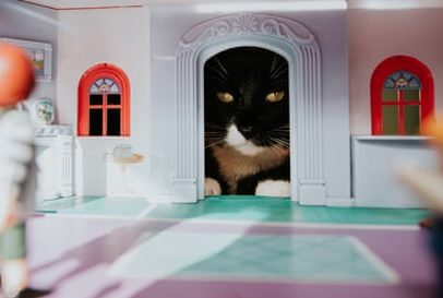 Gatos: 10 itens para proteger a casa, dizem os donos