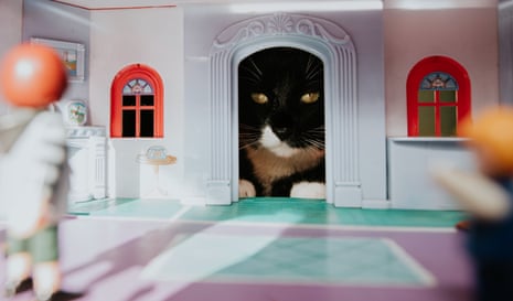 Gatos: 10 itens para proteger a casa, dizem os donos