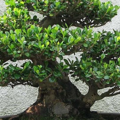 Bonsai une delicadeza, beleza e sensação de relaxamento