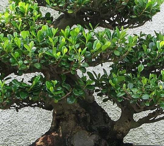 Bonsai une delicadeza, beleza e sensação de relaxamento