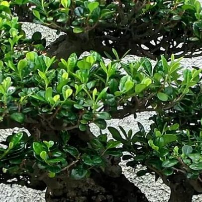 Bonsai: arte delicada que embeleza ambientes e acalma a mente