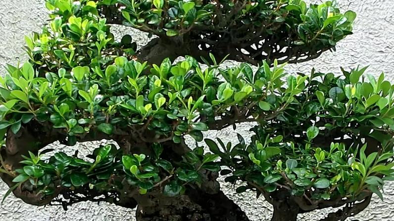Bonsai: arte delicada que embeleza ambientes e acalma a mente